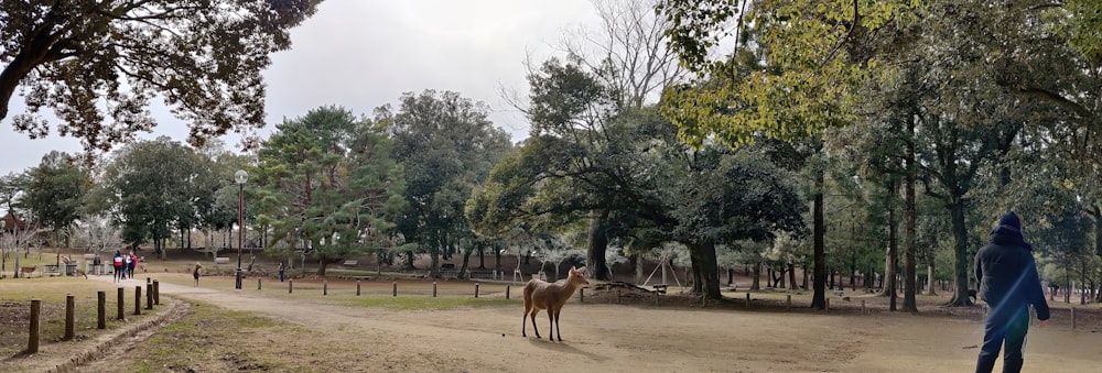 a man standing next to a couple of deer on a dirt road