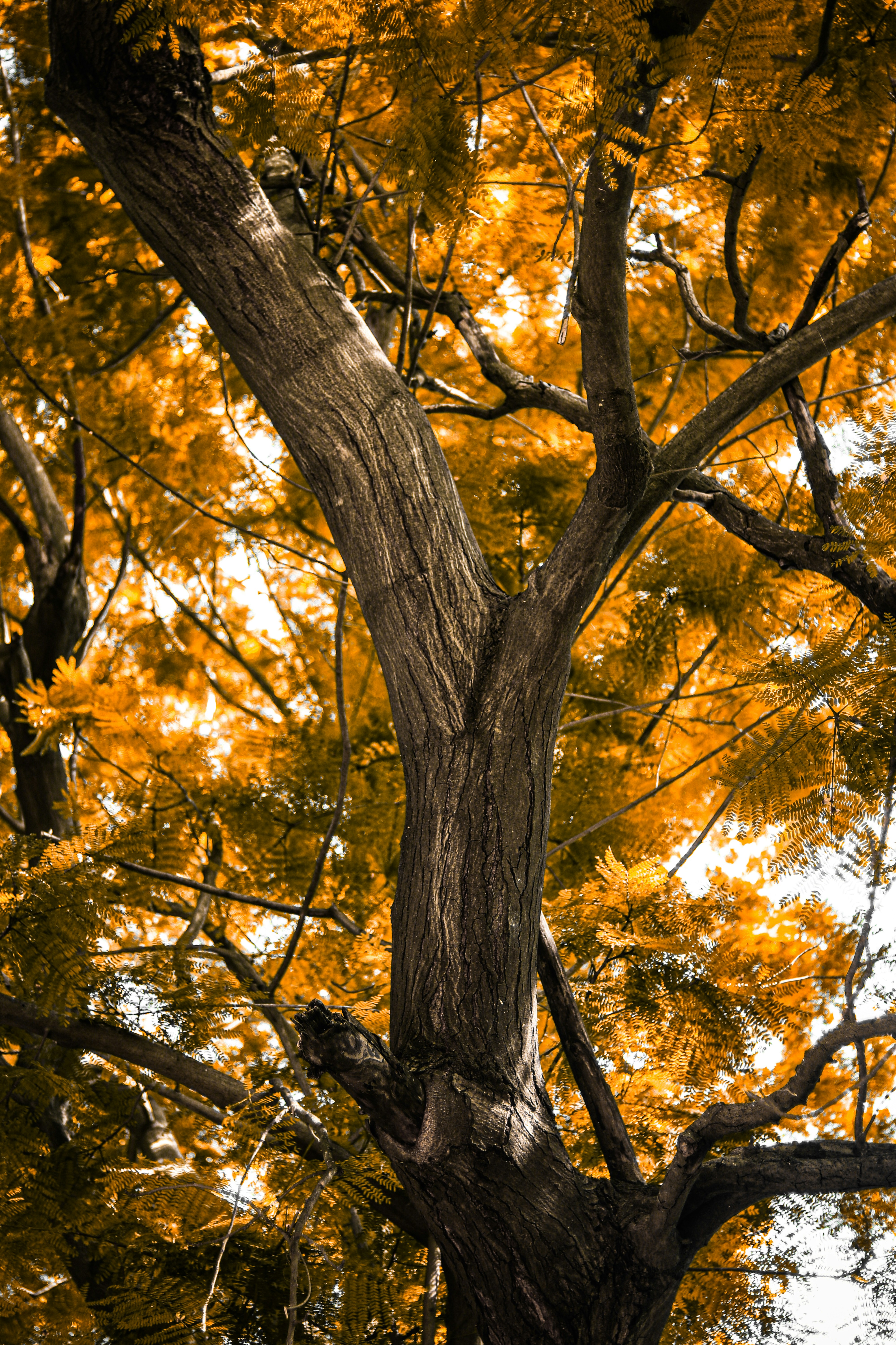 a black and white photo of a tree with yellow leaves