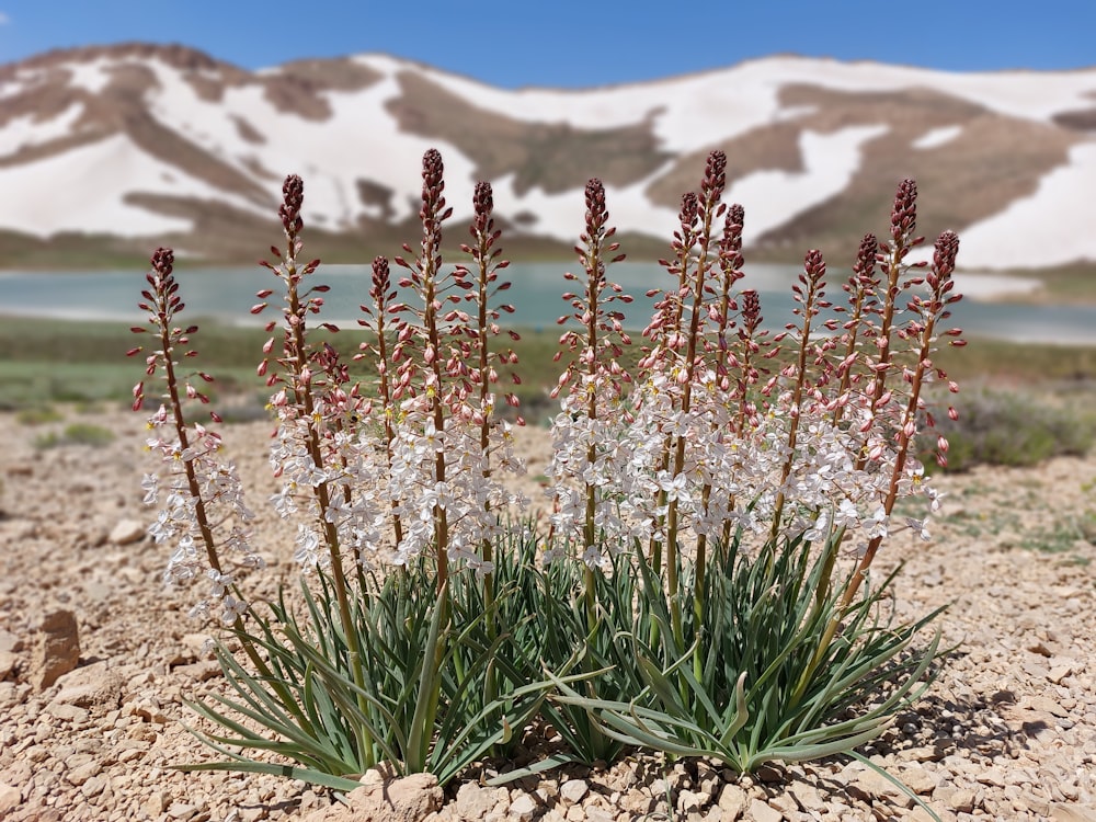 a group of flowers sitting on top of a dirt field