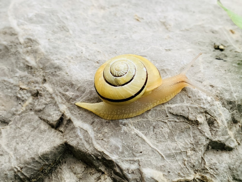 a snail is sitting on top of a rock