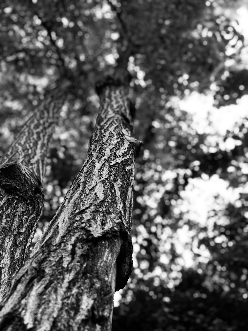 a black and white photo of a tree trunk