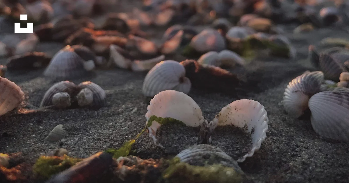 Covered Shells A beach covered in lots of shells at sunset photo – Free Animal Image ...