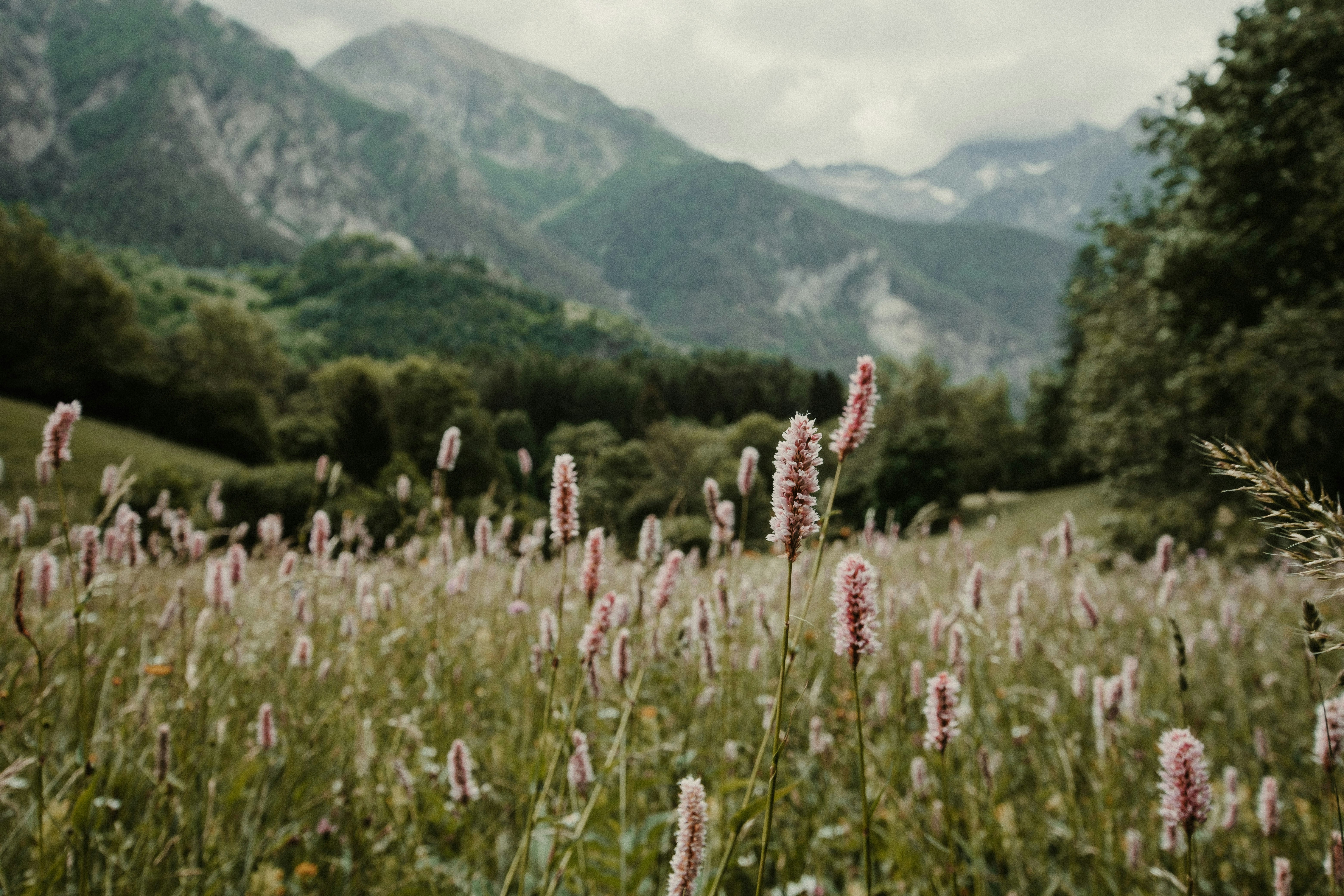 a field of flowers with mountains in the background