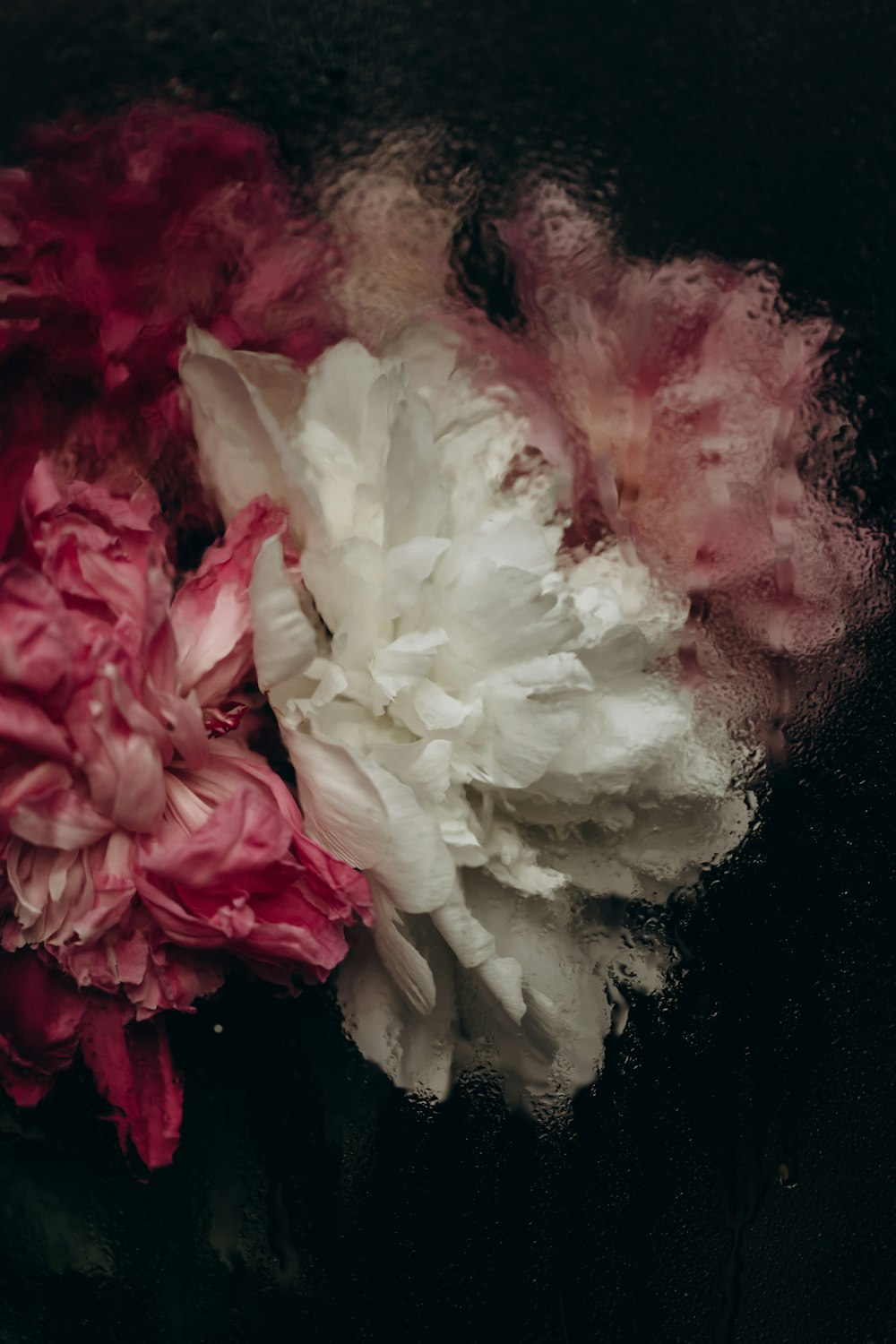 a bunch of pink and white flowers on a black background