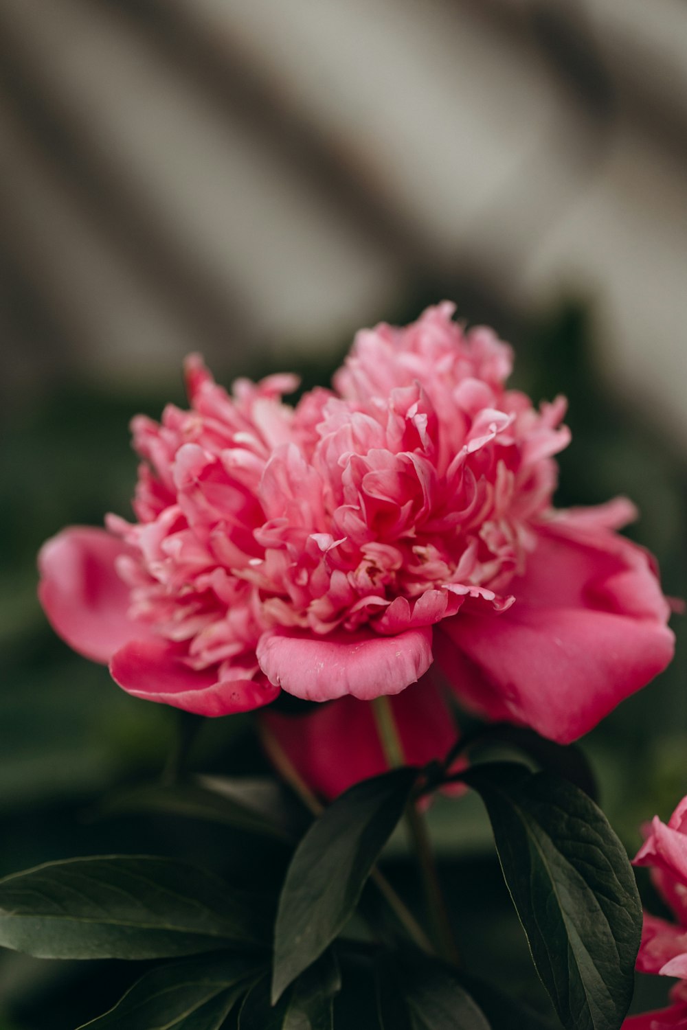 a close up of a pink flower with green leaves