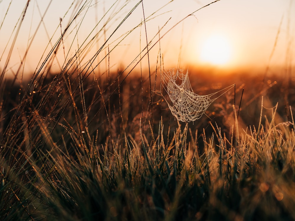 a spider web in the middle of a grassy field