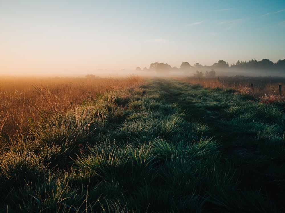 a foggy field with tall grass and trees in the background