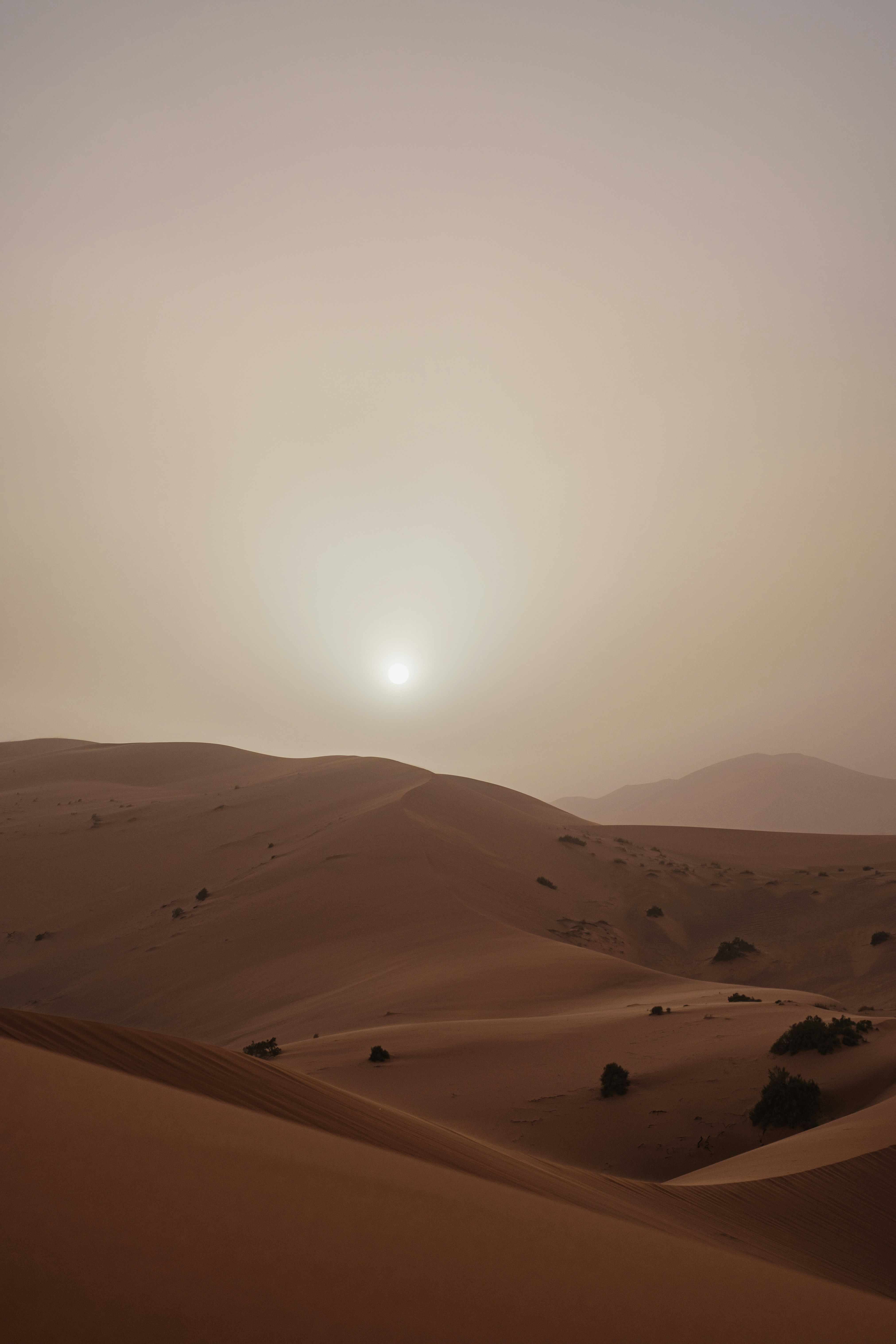 Saharan dunes lit by the setting sun