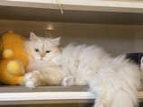 A playful cat lounging on a shelf of pet toys.