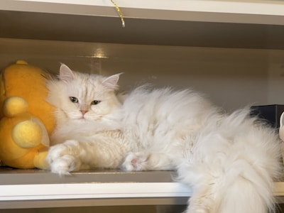 A playful cat lounging on a shelf of pet toys.
