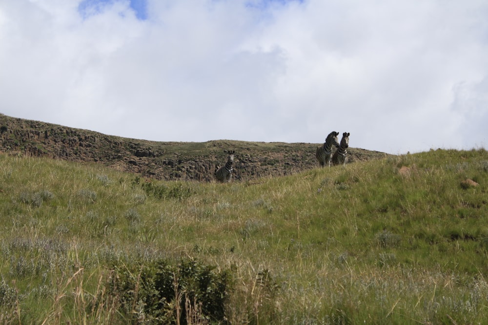 a couple of horses that are standing in the grass