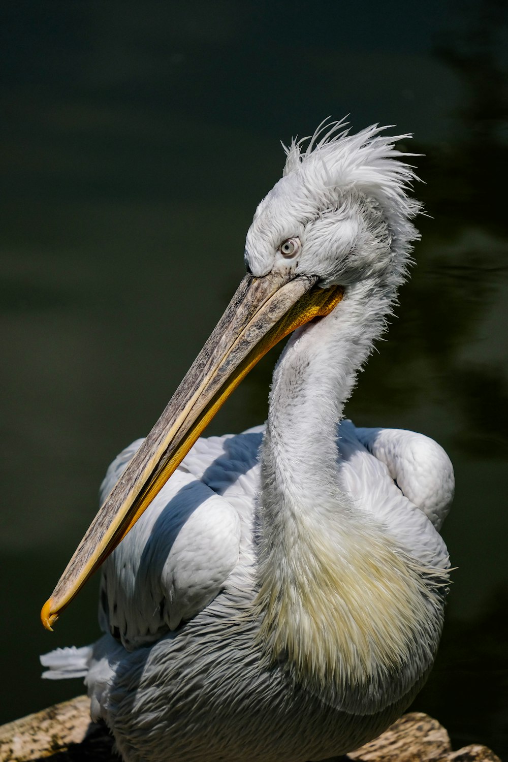 a pelican is sitting on a rock by the water