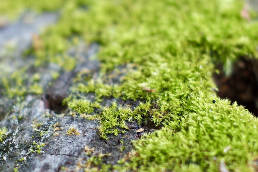 a close up of a moss covered surface