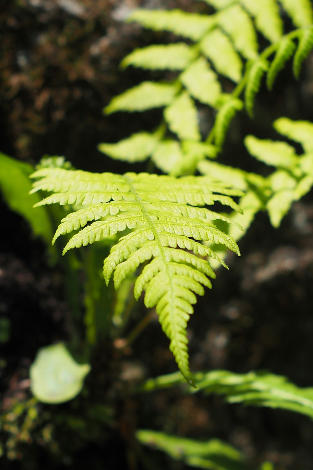 a close up of a green plant with lots of leaves