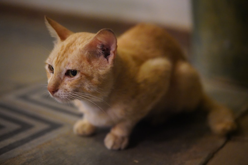 a small orange cat sitting on a tile floor