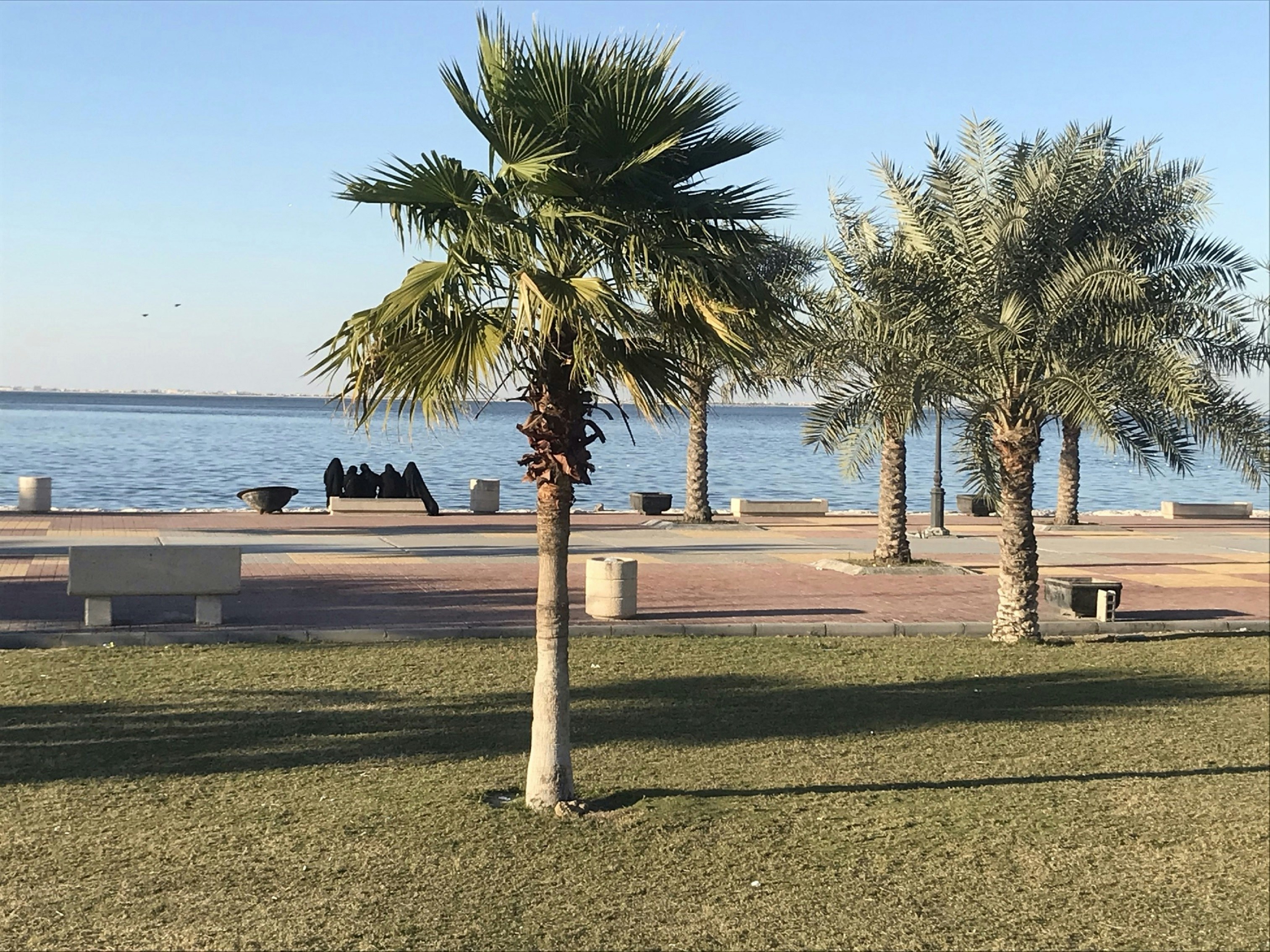 Front de mer d'Annaba avec la corniche et les palmiers le long de la côte méditerranéenne