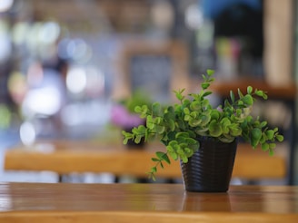 a potted plant sitting on top of a wooden table