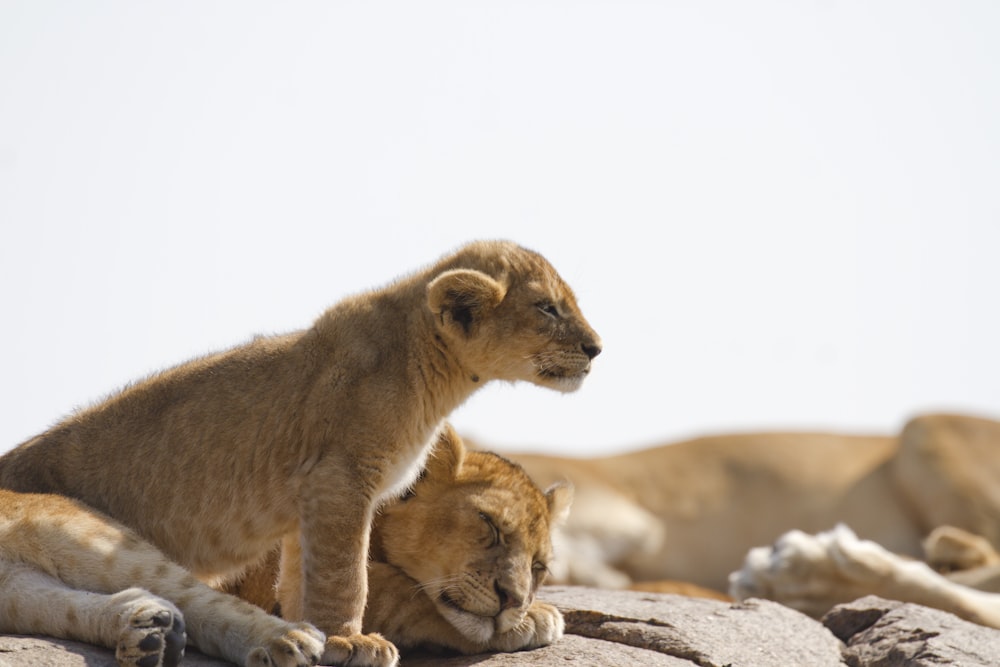 Un couple de lions couchés au sommet d’un rocher