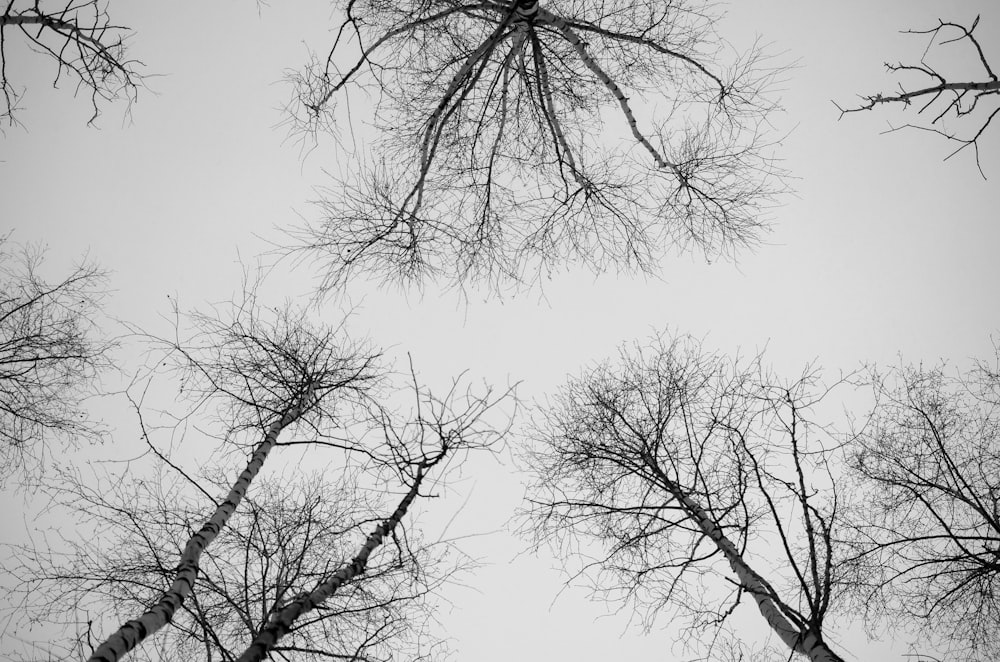 a group of trees with no leaves on them