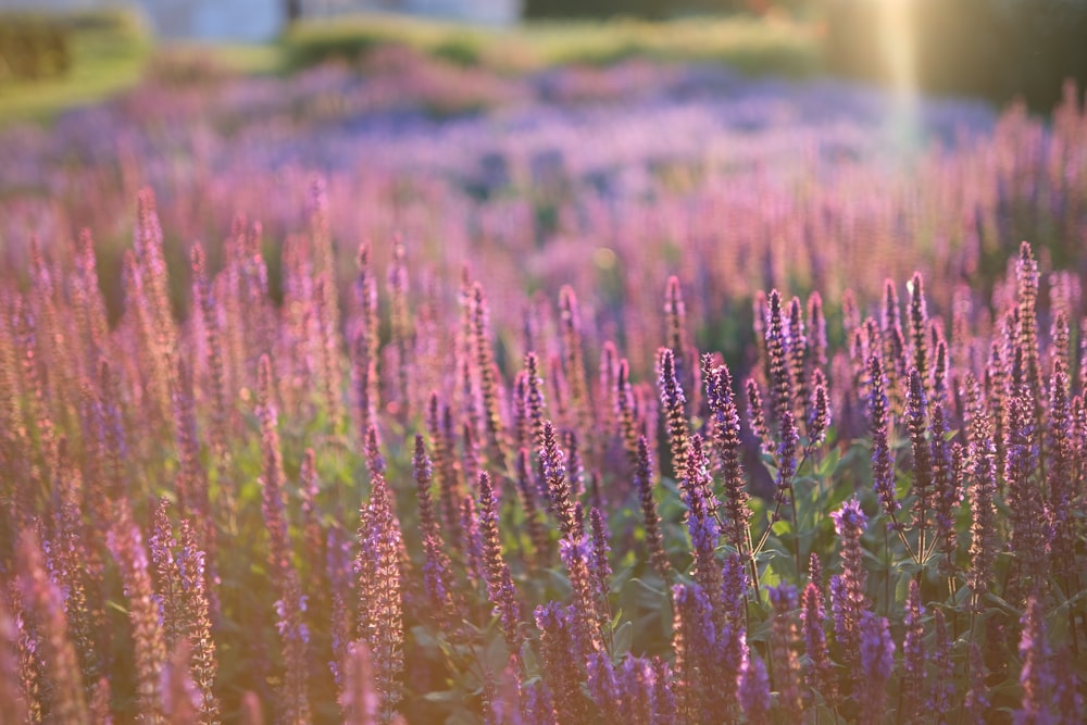 a field of purple flowers in the sunlight