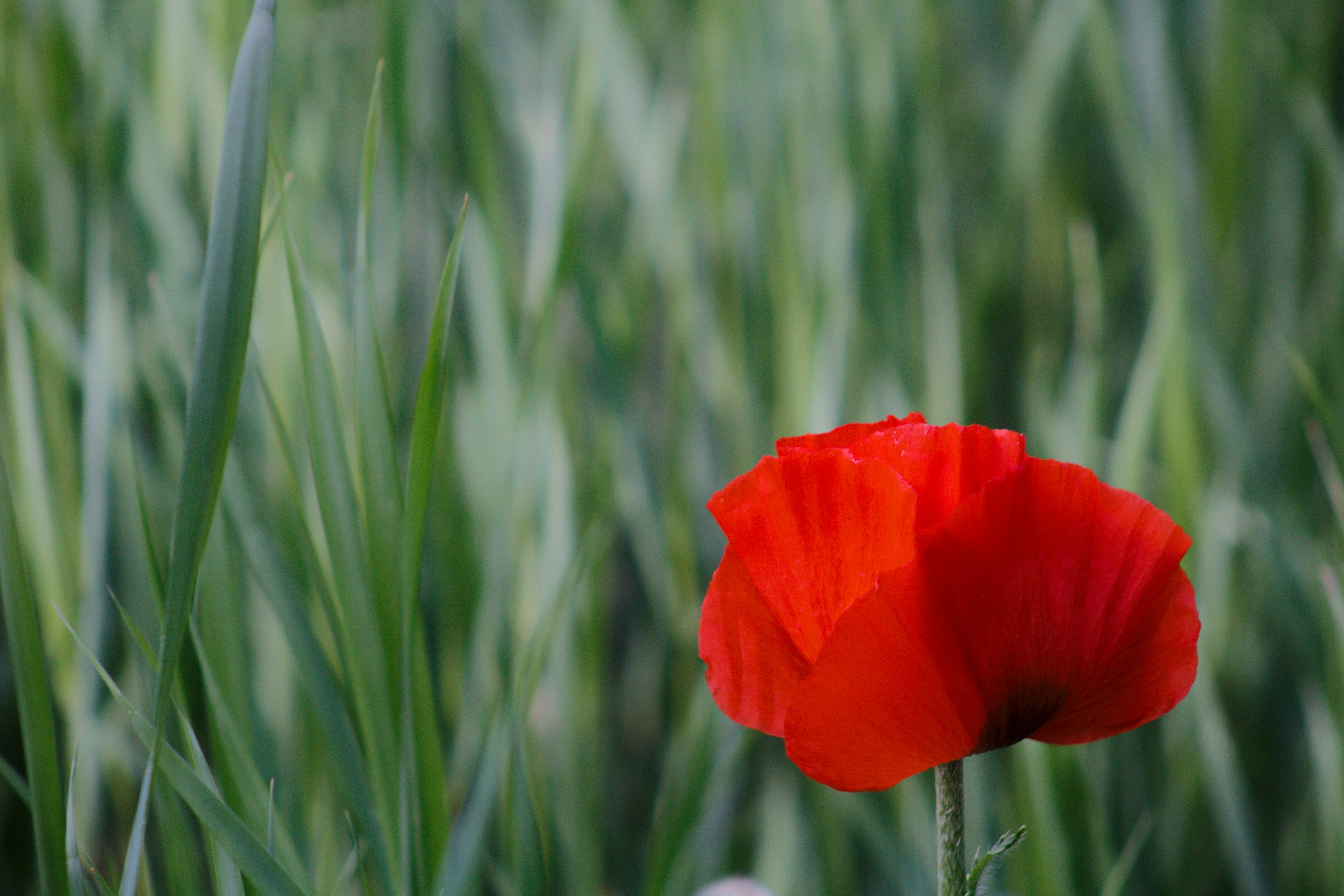 Photo by joshua_hoehne