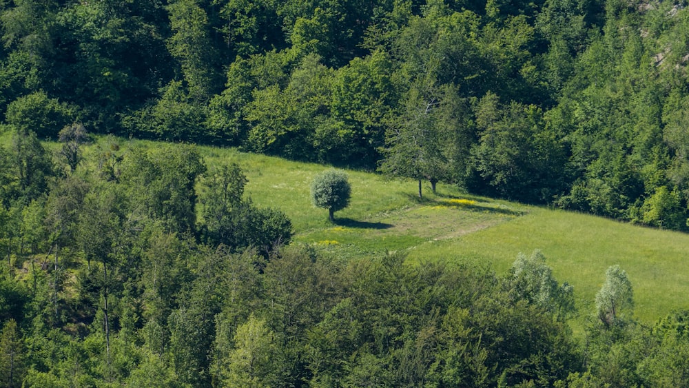 a lush green field surrounded by trees
