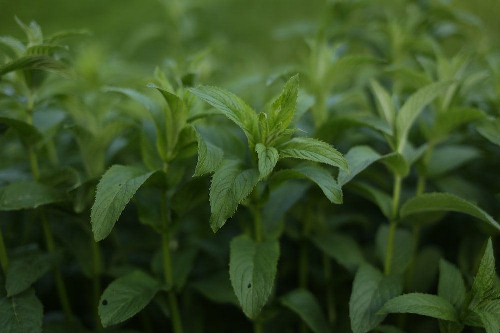 a close up of a bunch of green plants