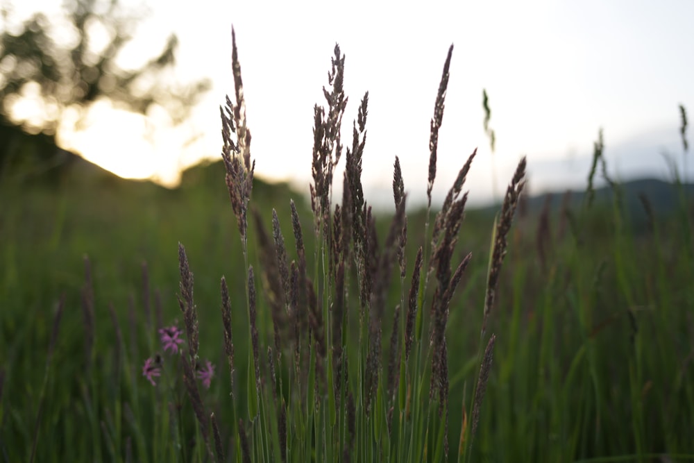 a field of tall grass with a sunset in the background