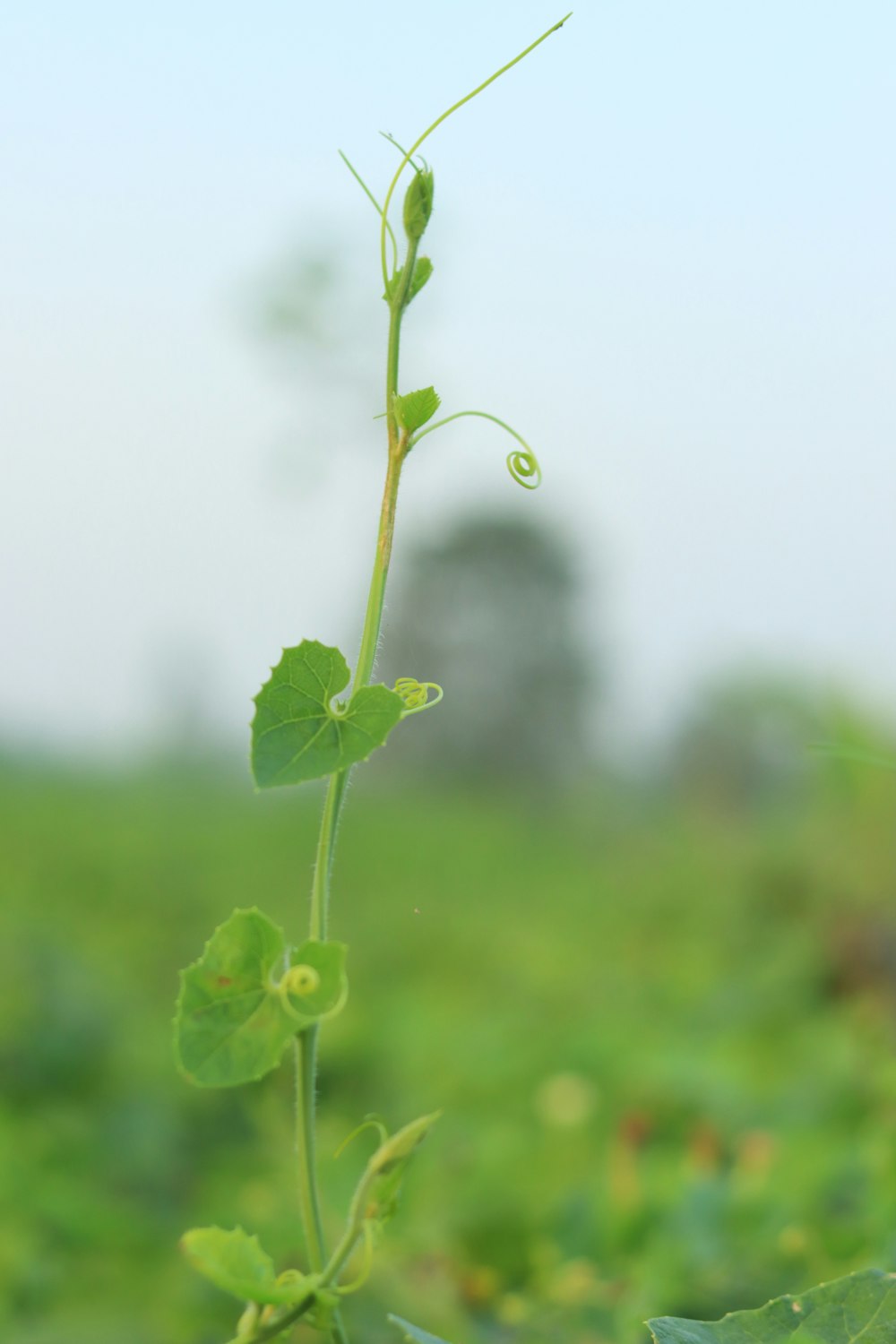 a small green plant in a grassy field