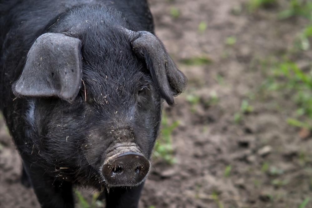 a black pig standing on top of a dirt field