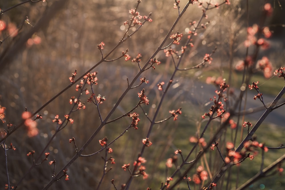 a close up of a tree with red flowers