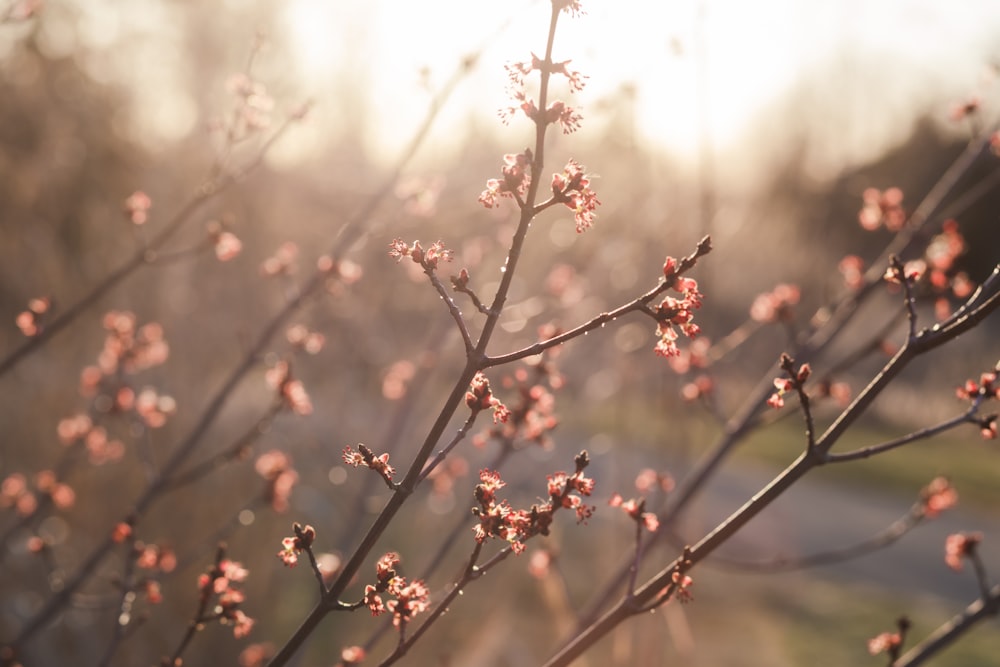 a close up of a tree with pink flowers