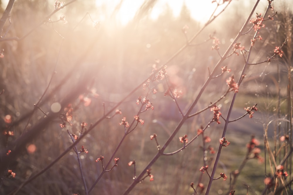 a close up of a tree with pink flowers