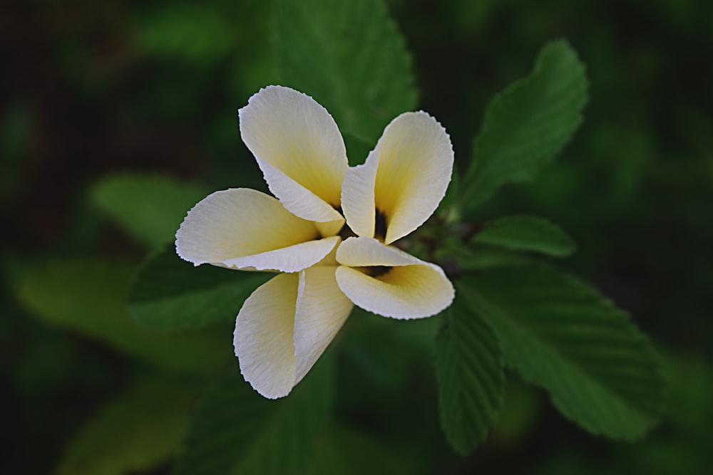 a white and yellow flower with green leaves