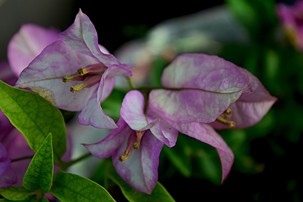 a bunch of purple flowers with green leaves