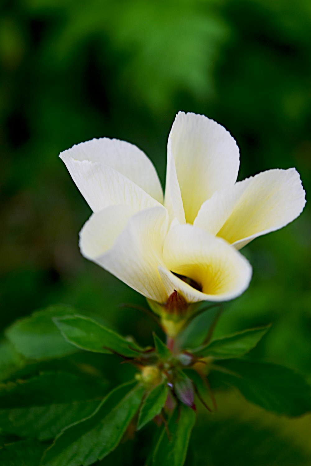 a white flower with green leaves in the background