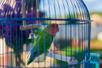 a green and red bird sitting in a blue birdcage