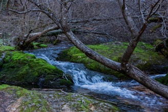 a stream running through a lush green forest