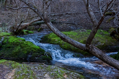 a stream running through a lush green forest
