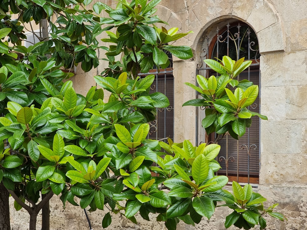 a tree with green leaves in front of a window