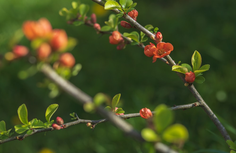 a branch with red flowers and green leaves