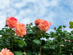 a bush of pink roses with green leaves