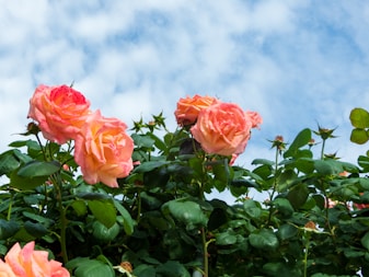 a bush of pink roses with green leaves