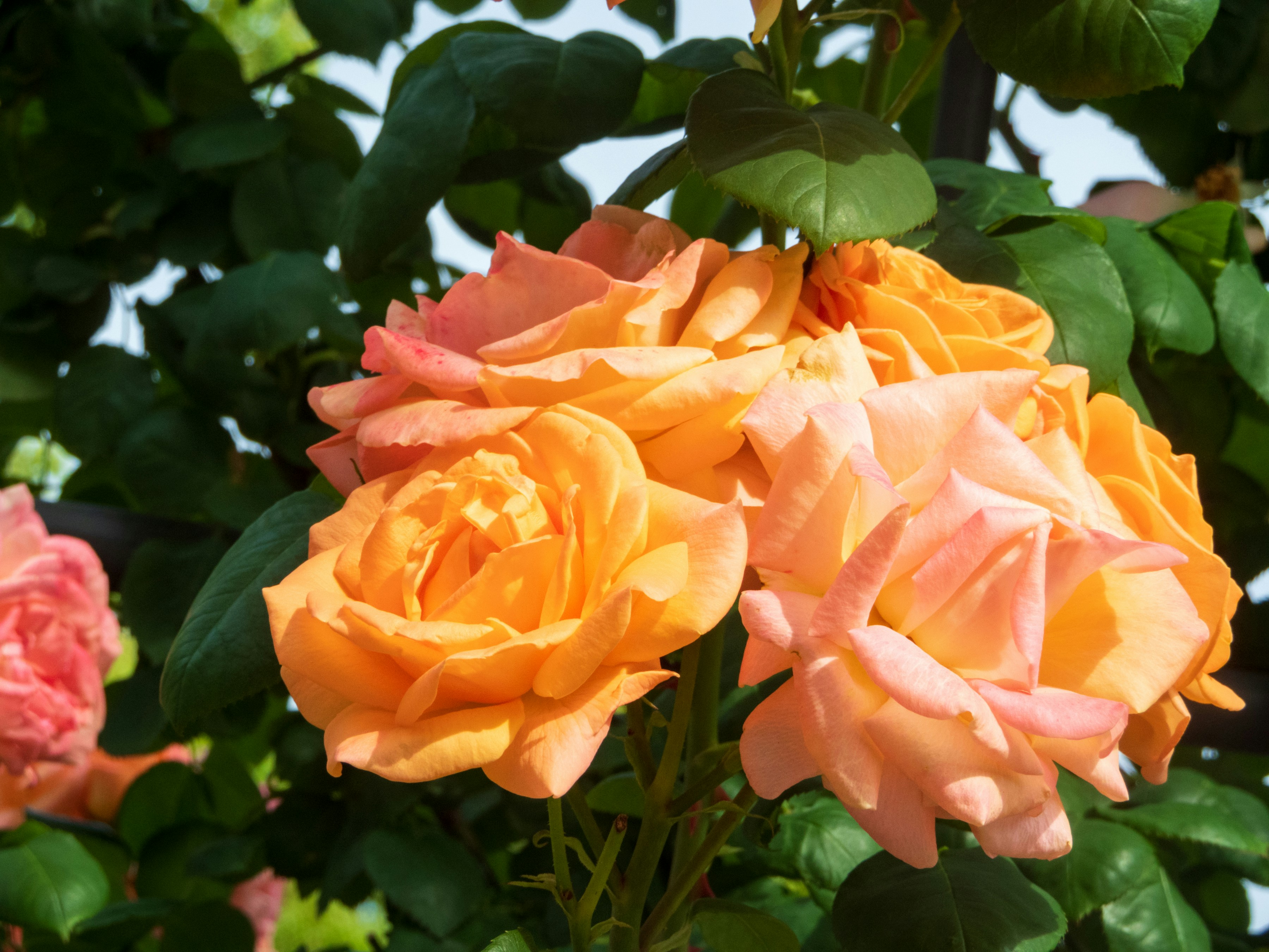 Photo by heppoko_yama