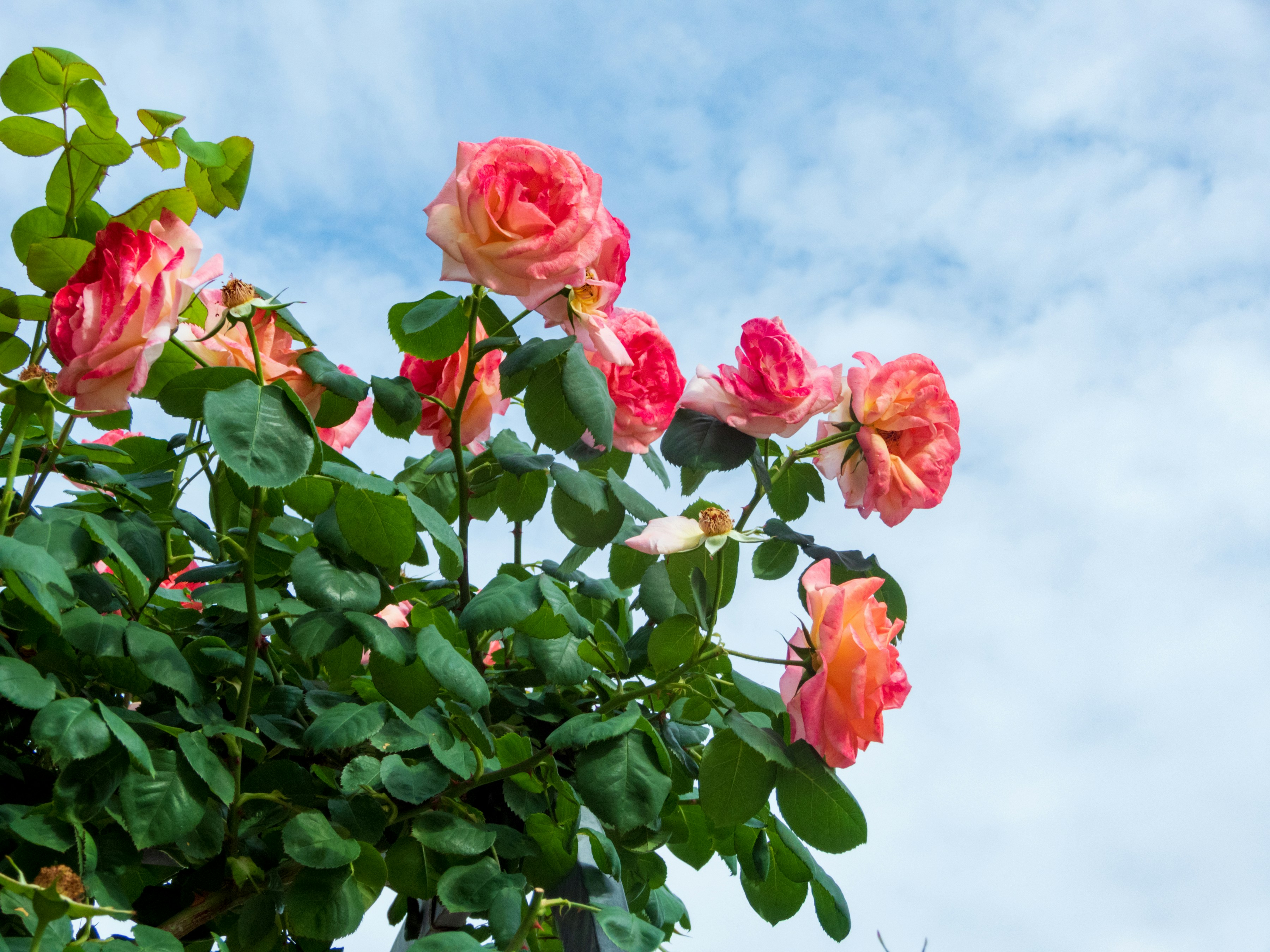 Photo by heppoko_yama