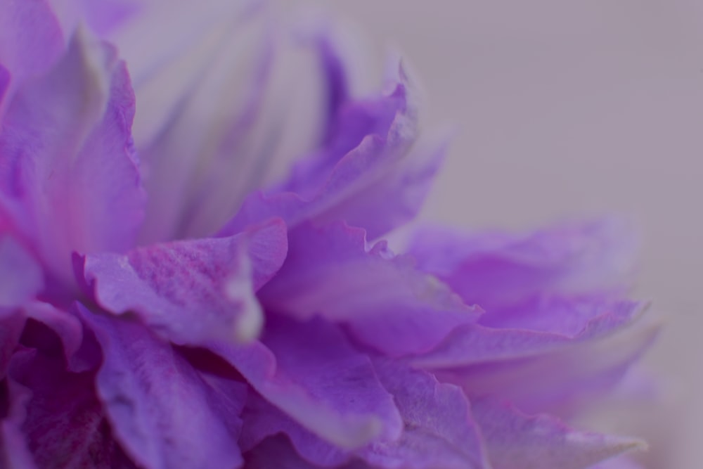 a close up of a purple flower with water droplets