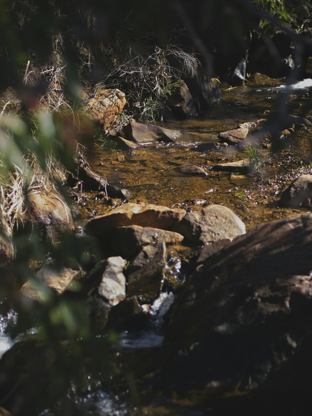 a stream running through a forest filled with rocks