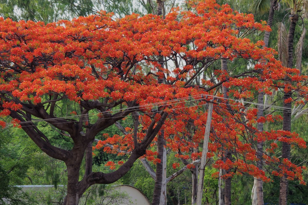 a tree with bright orange flowers in a park