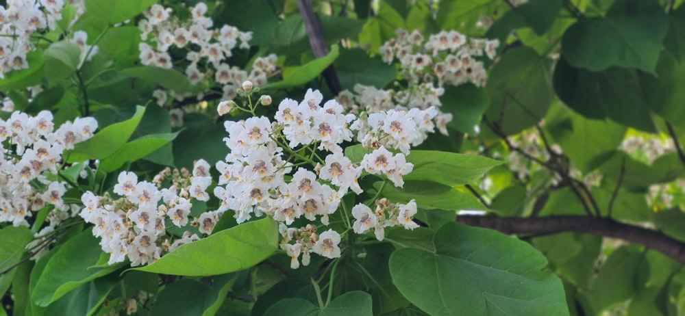 a bunch of flowers that are on a tree