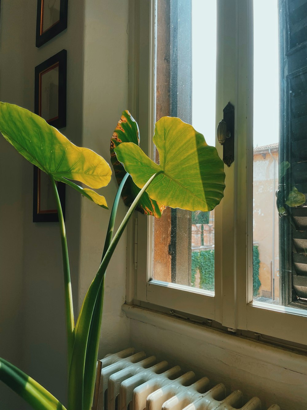 창문 앞에 앉아있는 큰 녹색 식물